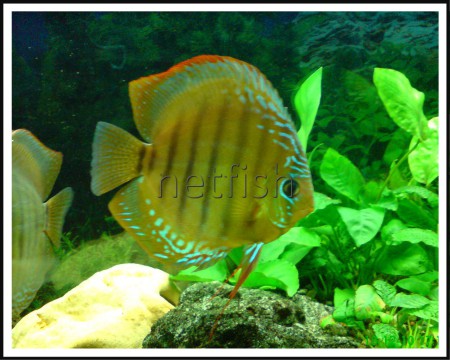 Symphysodon discus (Terčovec) 