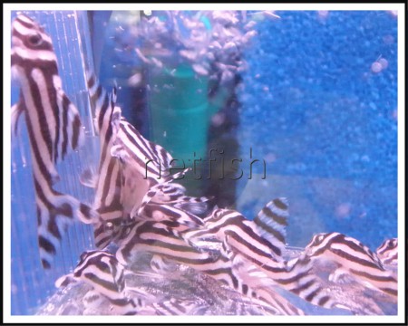 3. Hypancistrus Zebra 
