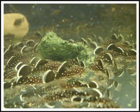 7. Ancistrus sp. L-213 (L-181)