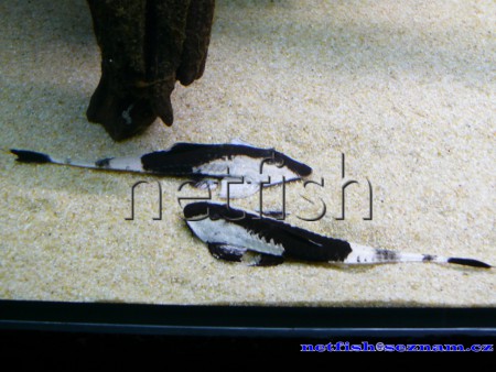 5. Pseudohemiodon apithanos